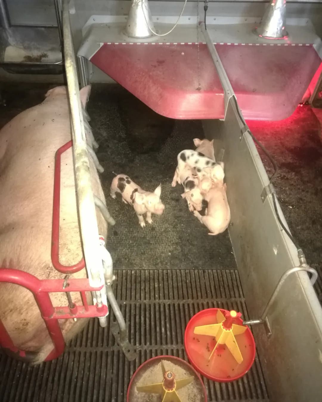 Poza 1 Regele Porcilor