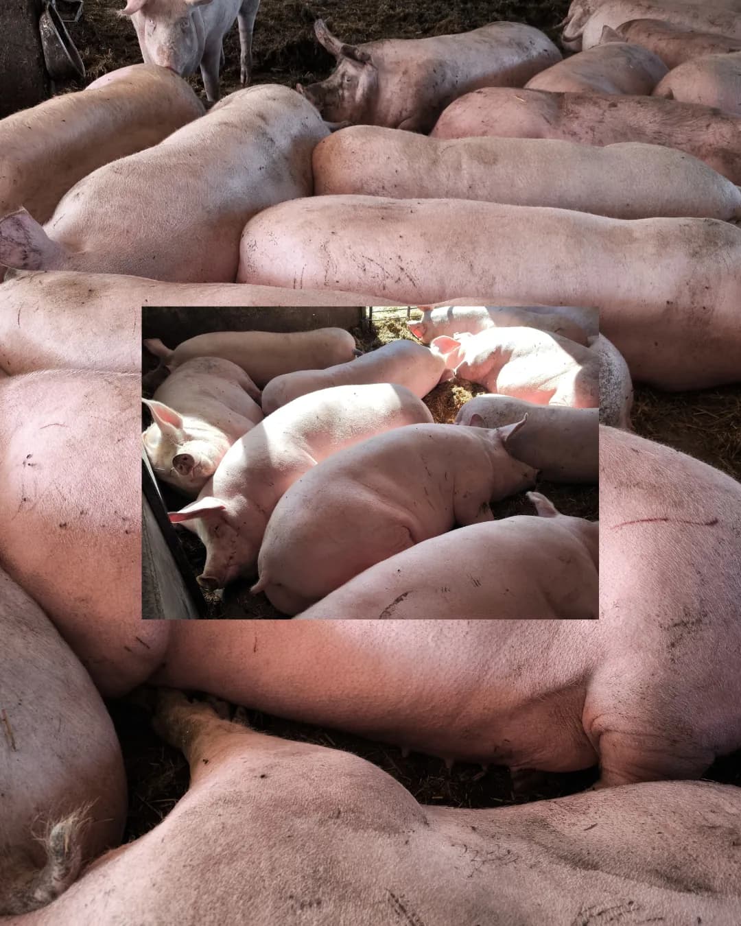 Poza 10 Regele Porcilor