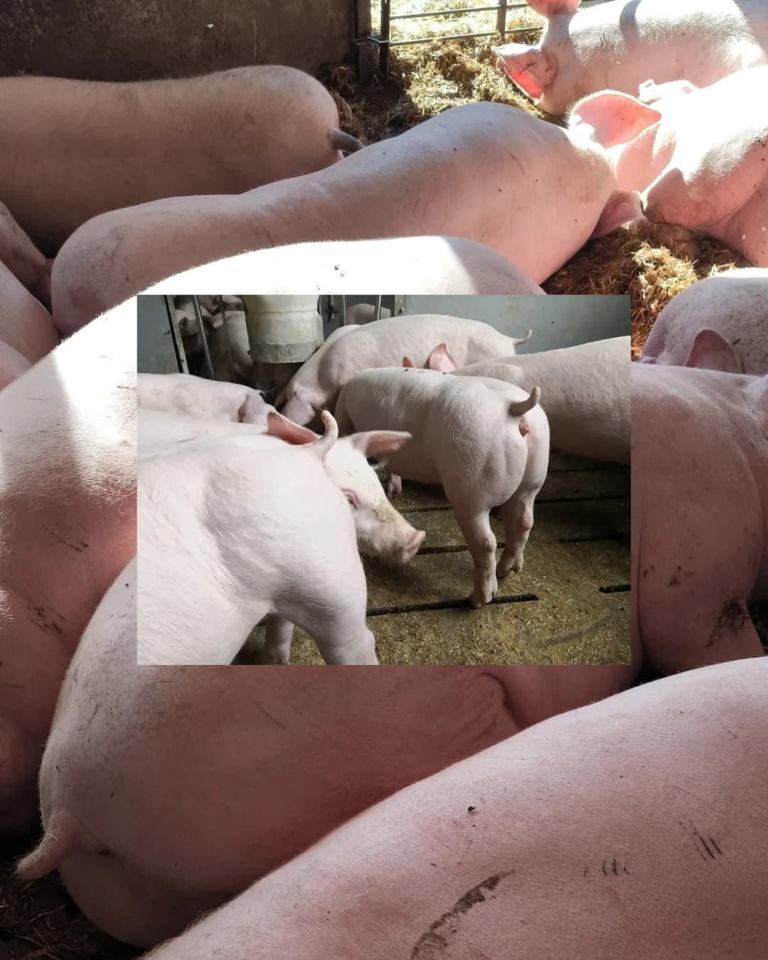 Poza 13 Regele Porcilor