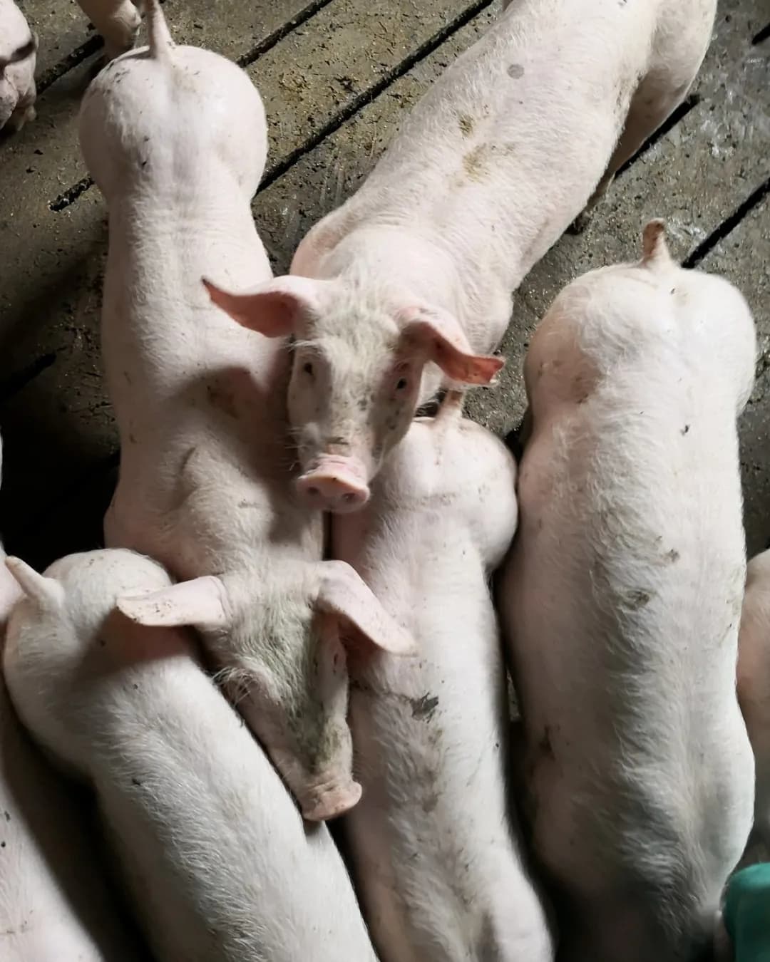 Poza 15 Regele Porcilor