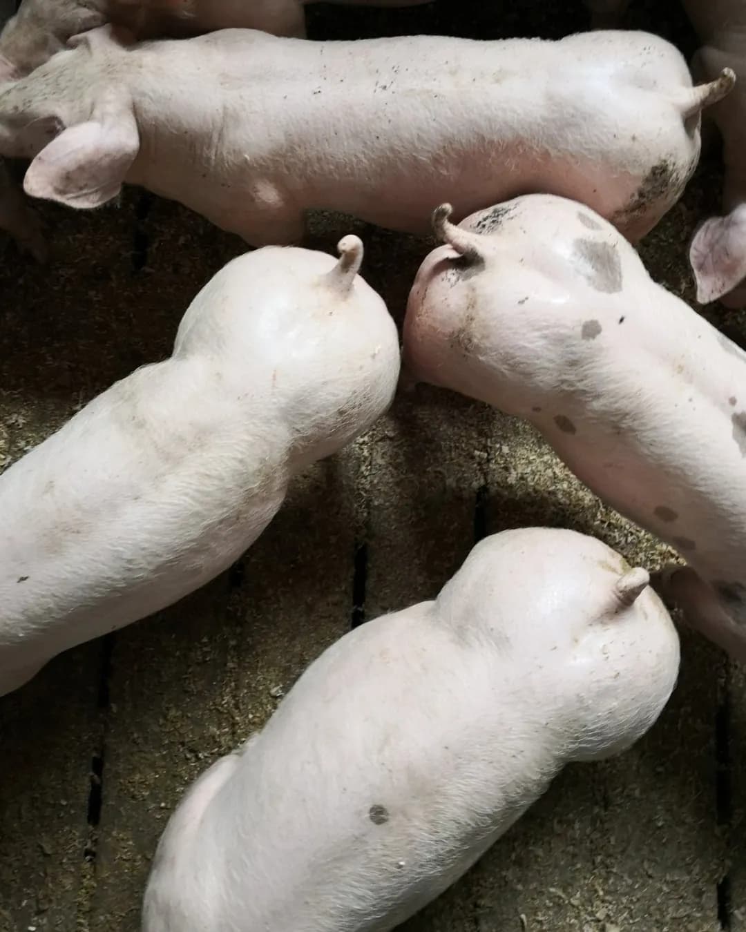 Poza 16 Regele Porcilor