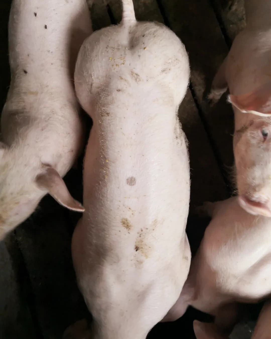 Poza 17 Regele Porcilor