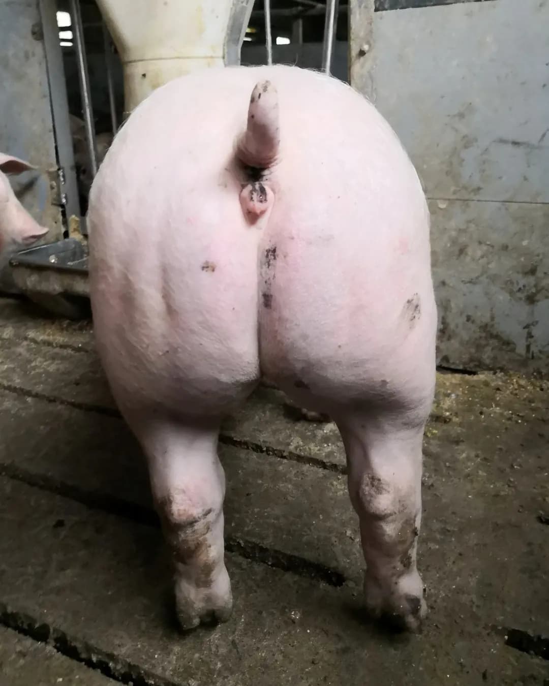 Poza 18 Regele Porcilor