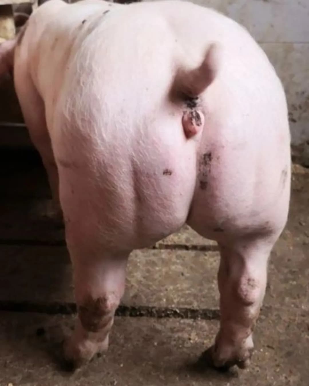 Poza 8 Regele Porcilor