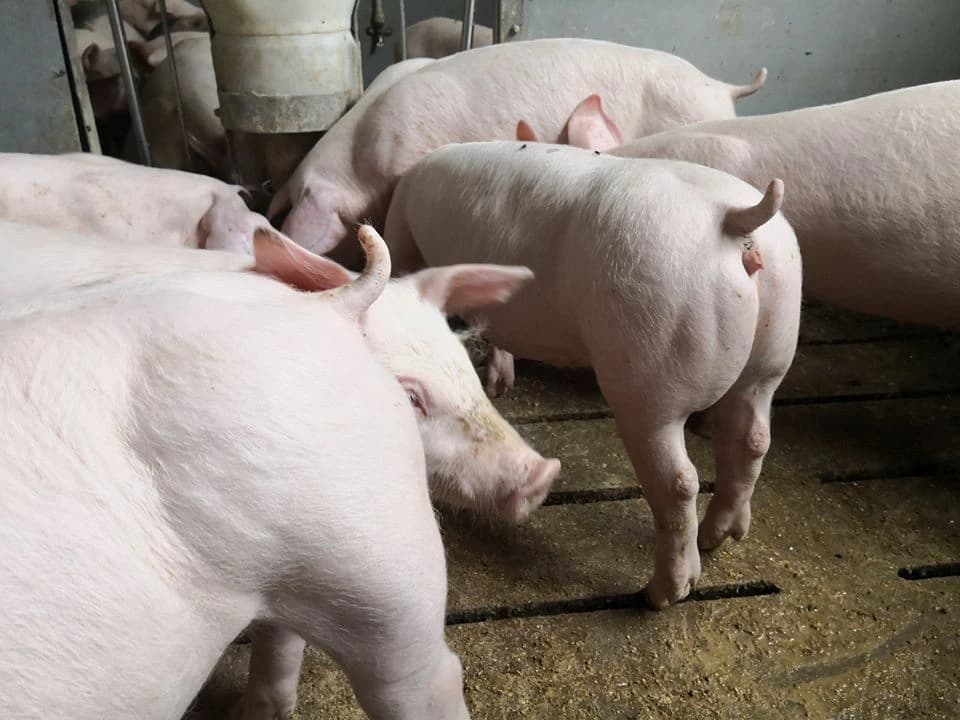 Porc de vânzare crescut natural în fermă